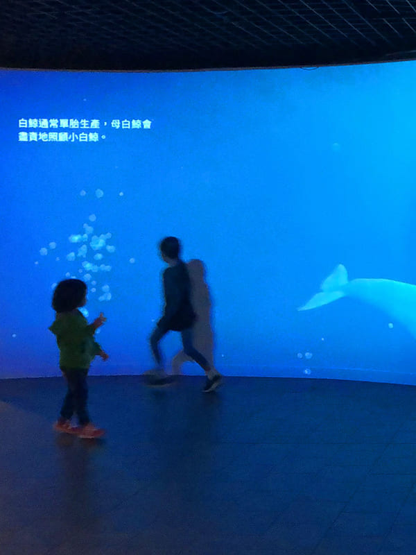 發現．貝魯卡_白鯨