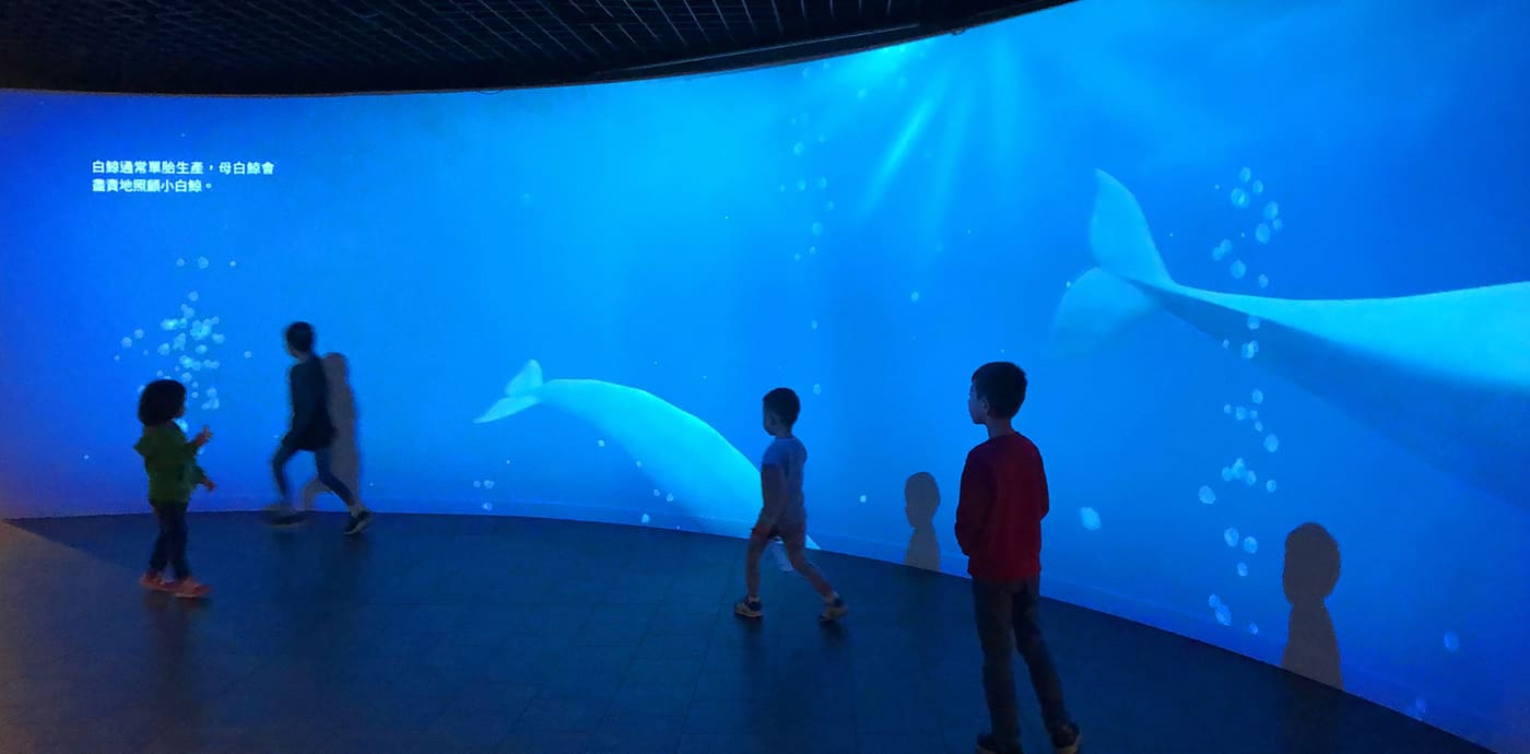 《發現．貝魯卡》白鯨展覽