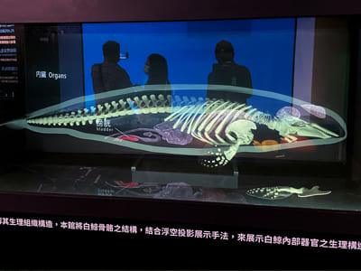 《發現．貝魯卡》白鯨展覽